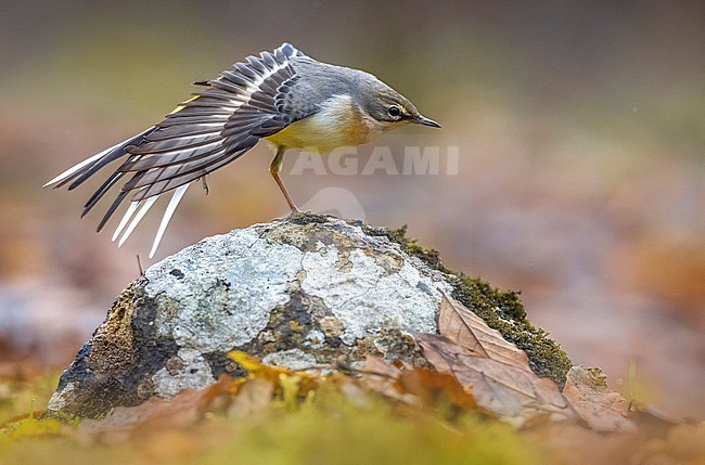 Grey Wagtail (Motacilla cinerea) in Italy. stock-image by Agami/Daniele Occhiato,