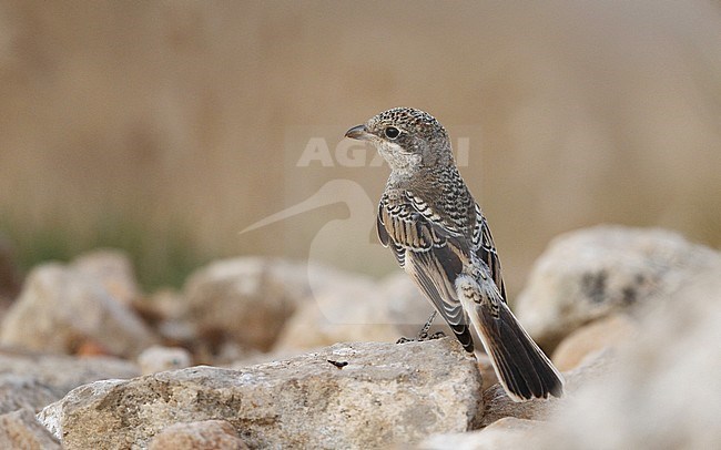 Woodchat Shrike, Lanius senator senator, juvenile at Castilla-La Mancha, Spain stock-image by Agami/Helge Sorensen,