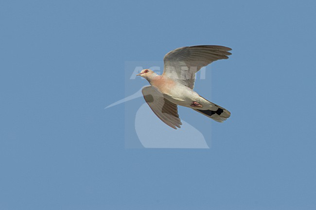 Turtle Dove flying; Zomertortel vliegend stock-image by Agami/Daniele Occhiato,
