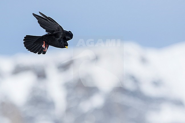 Alpine Chough - Alpendohle - Pyrrhocorax graculus ssp. graculus, Switzerland stock-image by Agami/Ralph Martin,