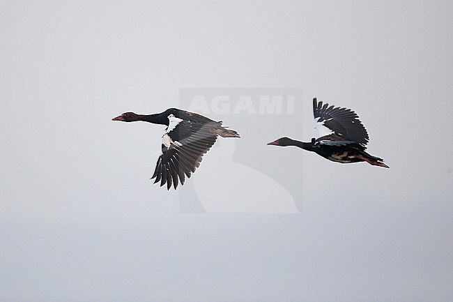 A couple of Spur-winged Goose (Plectropterus gambensis) in flight stock-image by Agami/Mathias Putze,