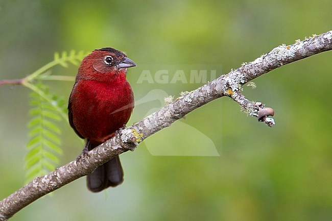 Red Pileated Finch (Coryphospingus cucullatus) male perched stock-image by Agami/Dubi Shapiro,