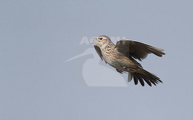 Eurasian Skylark (Alauda arvensis) in flight in Denmark stock-image by Agami/Helge Sorensen,