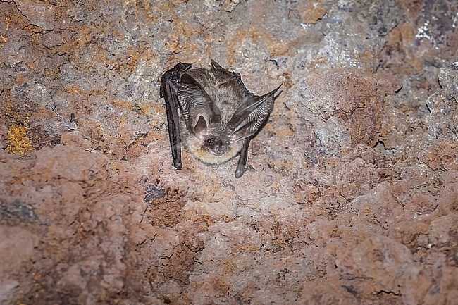 Tenerife Long-eared Bat (Plecotus teneriffae) in a cave near El Rosario, Tenerife, Canary Islands, Spain. stock-image by Agami/Vincent Legrand,
