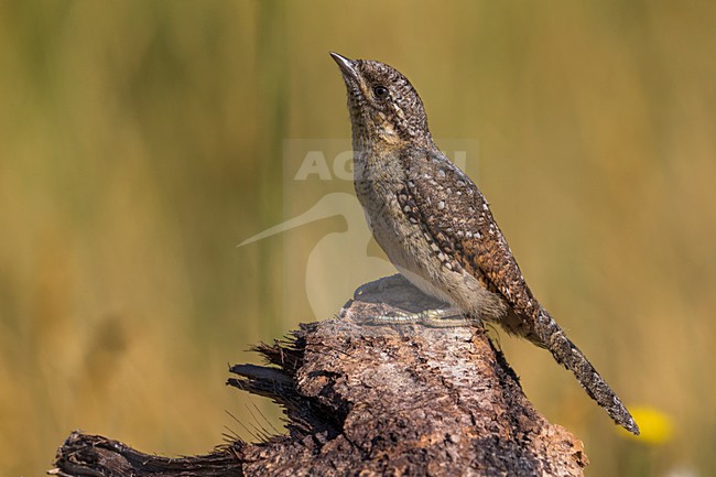 Draaihals; Eurasian Wryneck stock-image by Agami/Daniele Occhiato,