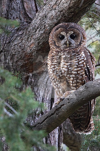 Spotted Owl (Strix occidentalis) in North-America. Perched in a tree. It is an owl species of old-growth forests in western North America. stock-image by Agami/Dubi Shapiro,