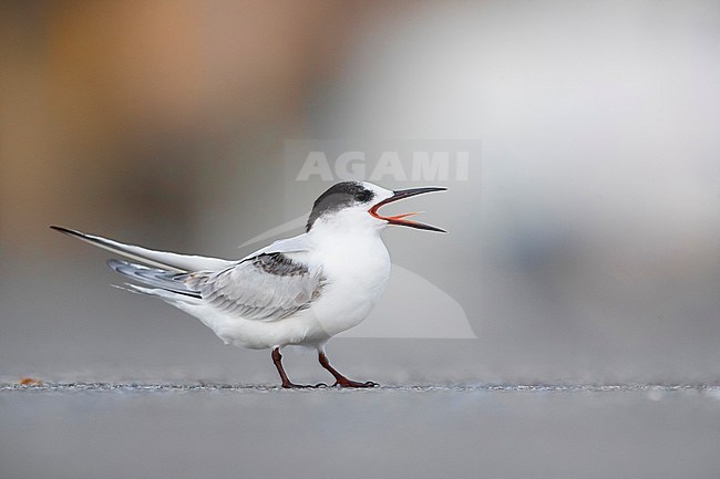 First-winter Common Tern (Sterna hirundo) standing on the ground, begging for something to eat. stock-image by Agami/Daniele Occhiato,