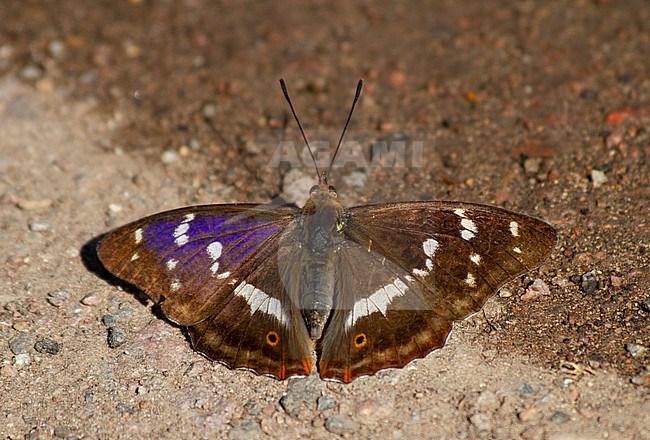 Purple Emperor, Apatura iris, Fermyn Woods, Northamptonshire, England. stock-image by Agami/Steve Gantlett,