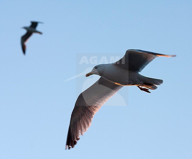 European Herring Gull (Larus argentatus) following ferry to Texel in the Netherlands with first daylight. Another gull flying in the background. stock-image by Agami/Marc Guyt,