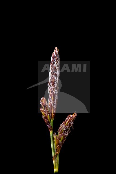 Spring sedge, Carex caryophyllea stock-image by Agami/Wil Leurs,