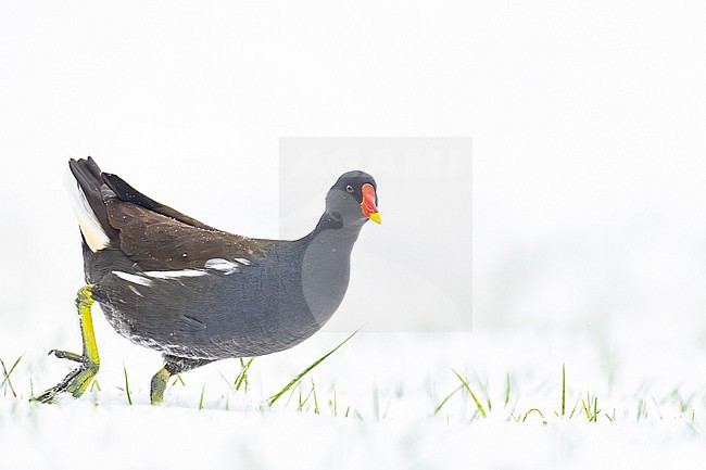Waterhoen, Common Moorhen, Gallinula chloropus stock-image by Agami/Menno van Duijn,