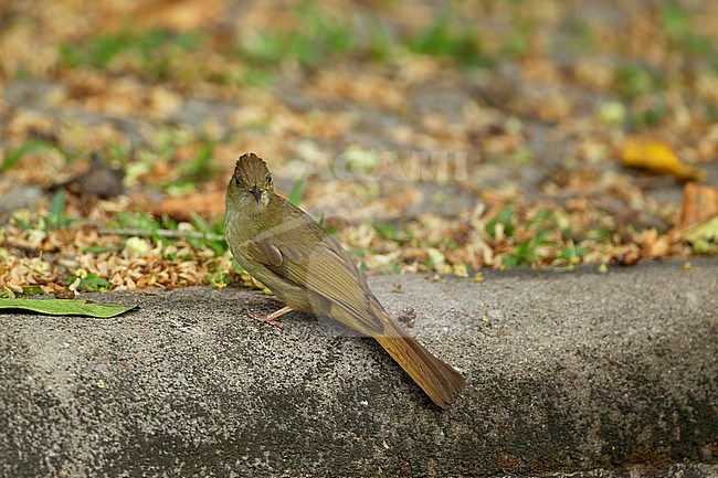 Grey-eyed Bulbul (Iole propinqua) at Khao Yai National Park, Thailand stock-image by Agami/Helge Sorensen,
