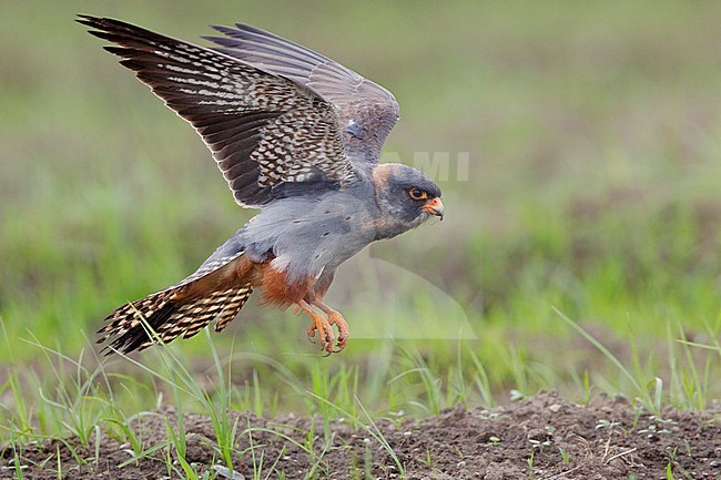 Red-footed Falcon (Falco vespertinus), side view of a 2nd cy male in flight, Campania, Italy stock-image by Agami/Saverio Gatto,