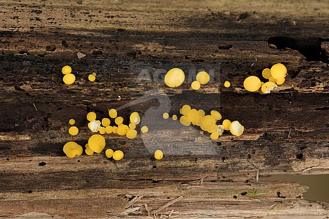 Gele kussentjeszwam; Hypocrea aureoviridis stock-image by Agami/Walter Soestbergen,