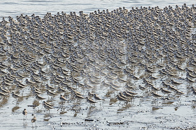Huge wintering flock of Western Sandpipers (Calidris mauri) in Panama. stock-image by Agami/Pete Morris,