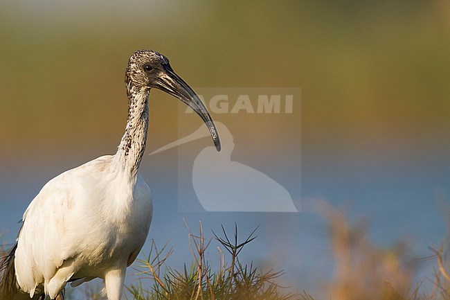 African Sacred Ibis - Heiliger Ibis - Threskiornis aethiopicus, Oman, 1st cy stock-image by Agami/Ralph Martin,