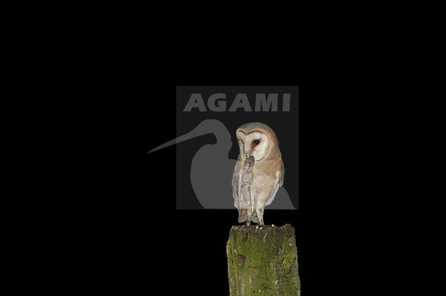 Kerkuil op een stronk; Dark Barn Owl perched on a trunc stock-image by Agami/Chris van Rijswijk,