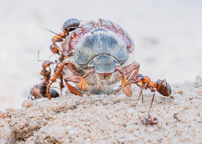 European red wood ants (Formica polyctena) with dead Common cockchafer (Melolontha melolontha) stock-image by Agami/Lennart Verheuvel,