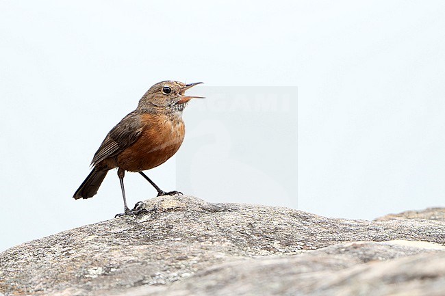 Rockwarbler (Origma solitaria) in Australia. stock-image by Agami/Dani Lopez-Velasco,