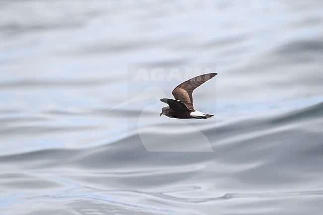 Wedge-rumped storm petrel (Hydrobates tethys) in flight at sea off Peru. stock-image by Agami/Pete Morris,