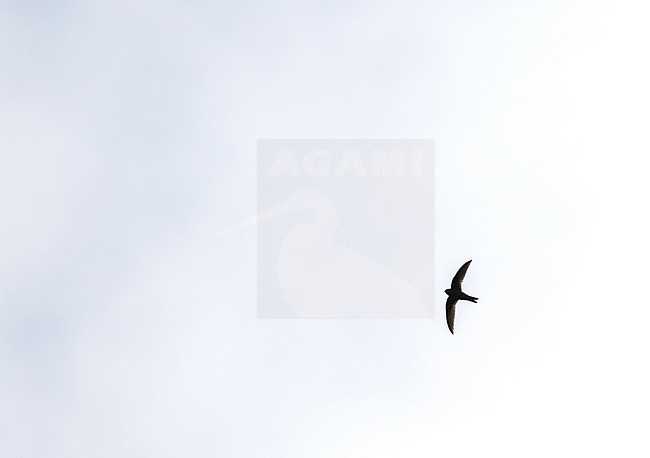 Black Swift (Cypseloides niger) in flight over the island Dominica in the Lesser Antilles, Central America. stock-image by Agami/Pete Morris,