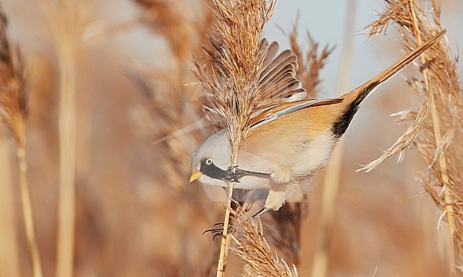 Bearded Reedling (Panurus biarmicus) during winter in reed bed near Espoo in souther Finland. stock-image by Agami/Markus Varesvuo,