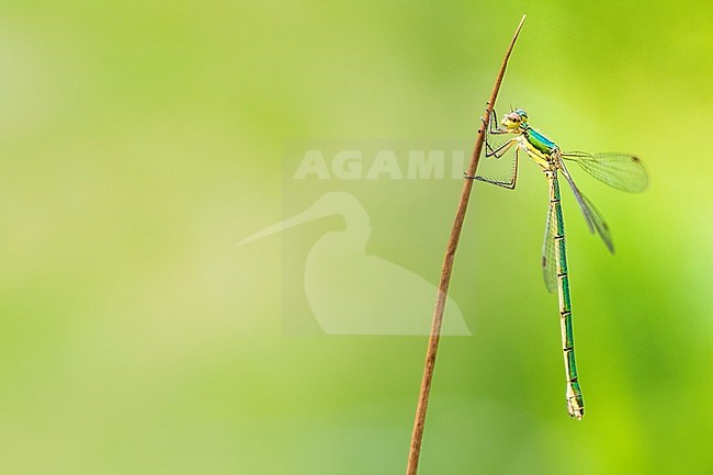 Small Spreadwing, Lestes virens stock-image by Agami/Wil Leurs,