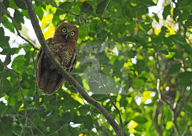 Tanimbar boobook (Ninox forbesi) in the Banda Sea, Indonesia. Endemic to the Tanimbar Islands of Indonesia. stock-image by Agami/James Eaton,