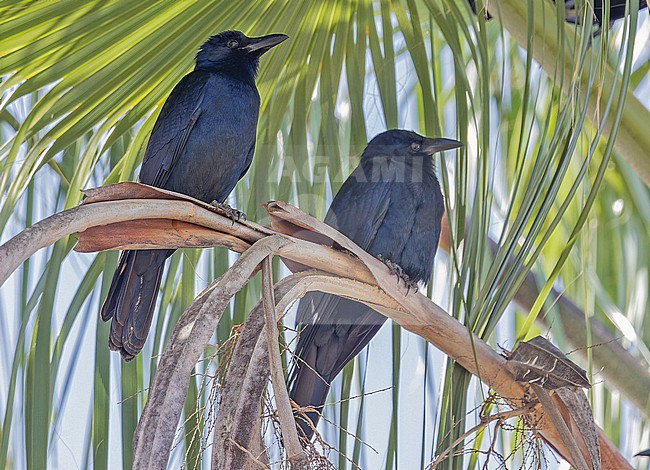 Sinaloa Crow (Corvus sinaloae) in Western Mexico. stock-image by Agami/Pete Morris,