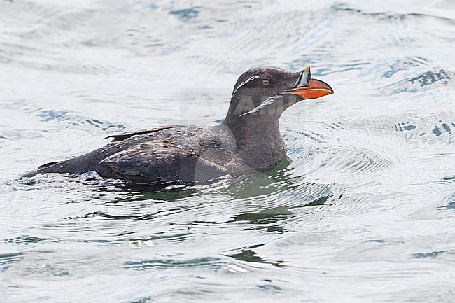 Rhinoceros Auklet, Cerorhinca monocerata stock-image by Agami/Stuart Price,