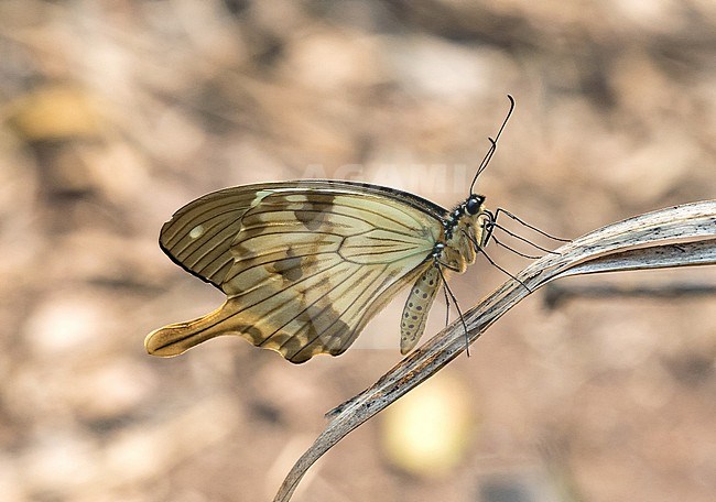 Mocker Swallowtail (Papilio dardanus) in Angola. Also known as he Saharan swallowtail, African swallowtail or flying handkerchief. A species of butterfly in the family Papilionidae. stock-image by Agami/Pete Morris,