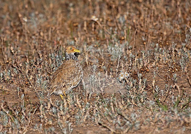 Plains-wanderer, Pedionomus torquatus) Critically Endangered. The majority of the remaining population is found in New South Wales. stock-image by Agami/Pete Morris,