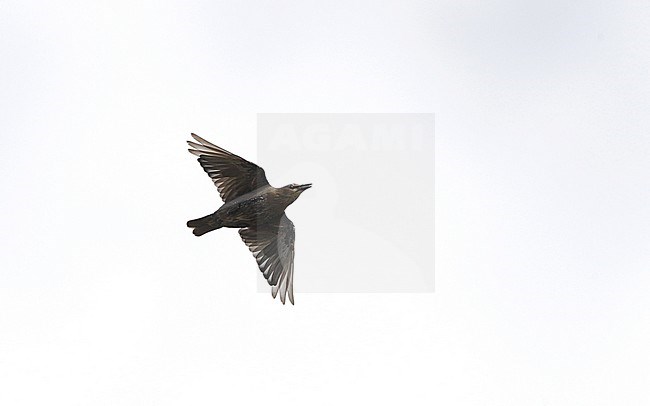 First-winter Spotless Starling (Sturnus unicolor) in flight at Tarifa, Spain stock-image by Agami/Helge Sorensen,