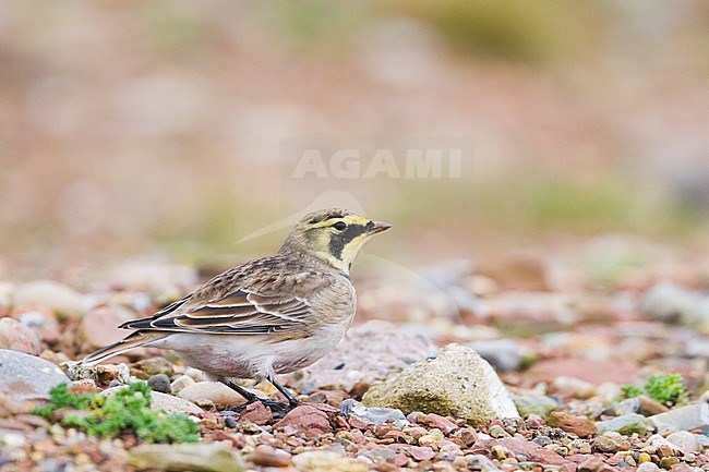 Shore Lark - Ohrenlerche - Eremophila alpestris flava, Germany stock-image by Agami/Ralph Martin,