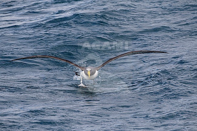 Chatham Albatross (Thalassarche eremita) running after the ship during a chumming session off the Chatham Islands, New Zealand stock-image by Agami/Marc Guyt,