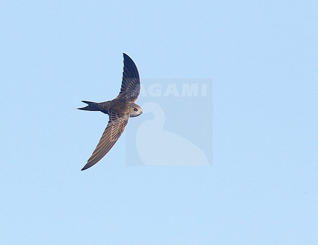 First-winter Pallid Swift (Apus pallidus), Cromer, Norfolk, England, during late autumn. stock-image by Agami/Steve Gantlett,