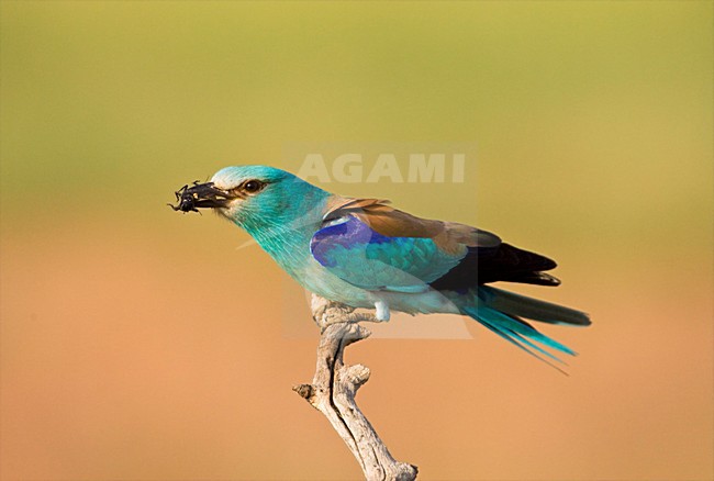 Scharrelaar met prooi op tak; European Roller with prey perched on a branch stock-image by Agami/Marc Guyt,
