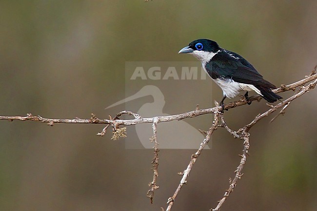 Chabert Vanga (Leptopterus chabert) endemic species of bird from Madagascar. stock-image by Agami/Dubi Shapiro,