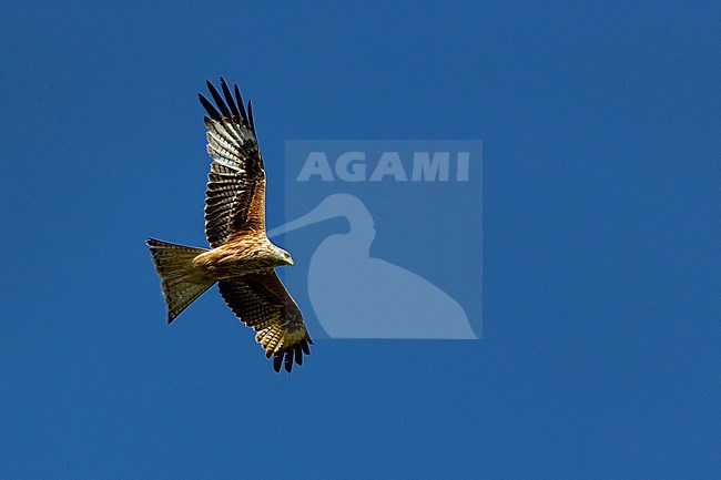A second year Red Kite (Milvus milvus) circeling against the deep blue sky stock-image by Agami/Mathias Putze,