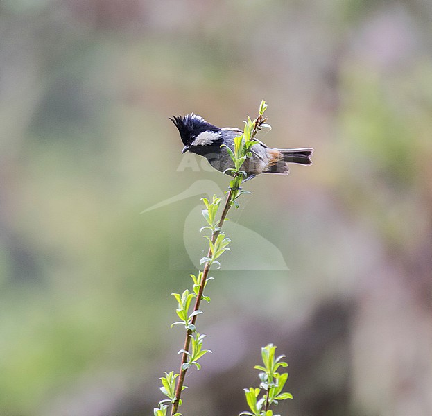 Rufous-vented tit (Periparus rubidiventris) stock-image by Agami/Pete Morris,