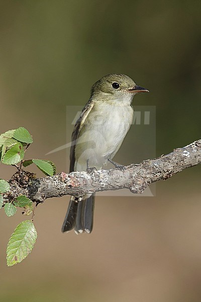 Adult Acadian Flycatcher (Empidonax virescens)
Galveston Co., Texas
April 2016 stock-image by Agami/Brian E Small,