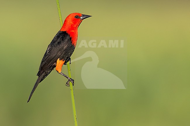 Scarlet-headed Blackbird (Amblyramphus holosericeus) Perched in reeds in Argentina stock-image by Agami/Dubi Shapiro,