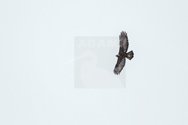 Golden Eagle - Steinadler - Aquila chrysaetos ssp. chrysaetos, Switzerland, adult stock-image by Agami/Ralph Martin,