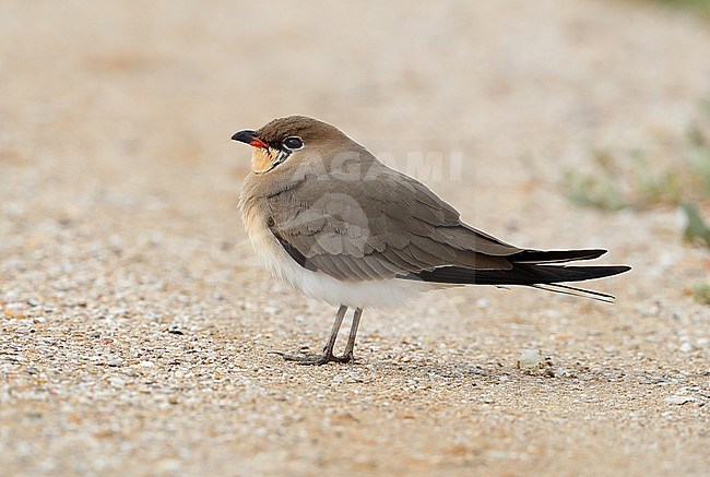 Adult Collared Pratincole (Glareola pratincola ) standing on the ground during spring migration at Hyeres in France. stock-image by Agami/Aurélien Audevard,