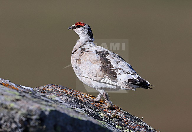 Rock Ptarmigan (Lagopus muta kelloggae) taken the 07/06/2022 at Nome - Alaska - USA stock-image by Agami/Aurélien Audevard,