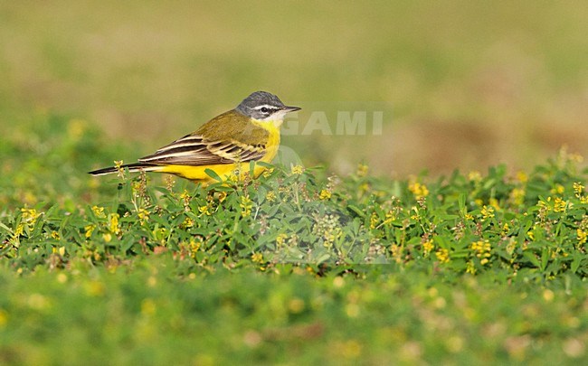 Yellow Wagtail (sub)species Eilat stock-image by Agami/Marc Guyt,
