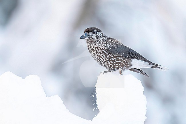 Spotted Nutcracker (Nucifraga caryocatactes) sitting in the snow in bulgarian mountain. stock-image by Agami/Marcel Burkhardt,