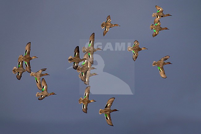 Eurasian Teal (Anas crecca) in Italy. stock-image by Agami/Daniele Occhiato,