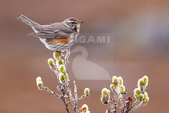 Redwing (Turdus iliacus) in Norway. stock-image by Agami/Daniele Occhiato,