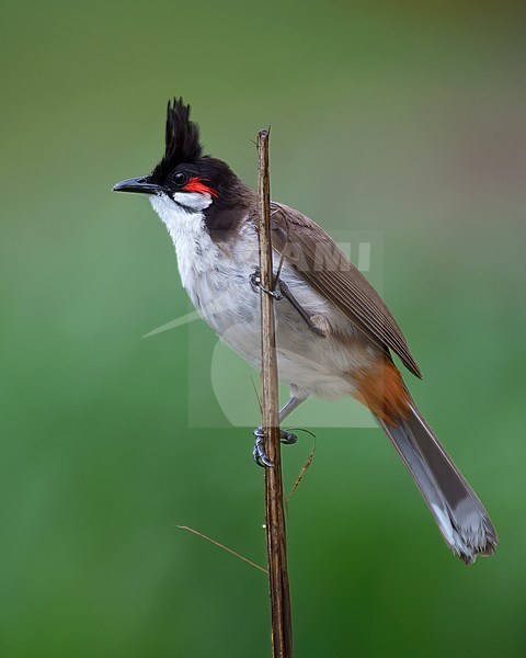 Adult Red-whiskered Bulbul (Pycnonotus jocosus), side view of bird perched on a dry palm stick against green background.  The species is introduced to Mauritius. stock-image by Agami/Kari Eischer,